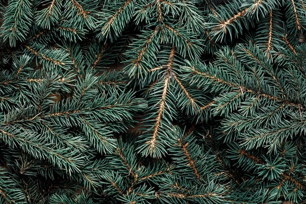 Větve Vánočního Stromku Vánoce Nový Rok Tapeta Banner Byt Ležel — Stock fotografie