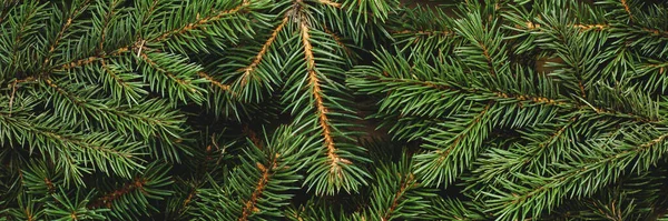 Christmas tree, branches. Christmas, New Year. Wallpaper. Banner. Flat lay, top view.