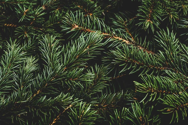 Christmas tree, branches. Christmas, New Year. Wallpaper. Flat lay, top view.