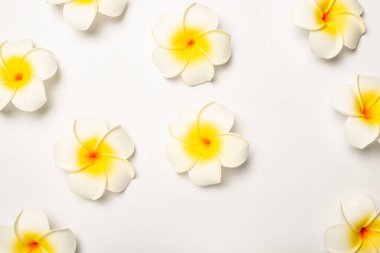 Hafif arka planda beyaz tropikal çiçekler. Şablon. Beste Sevgililer Günü. Pankart. Düz yatış, üst görünüm.