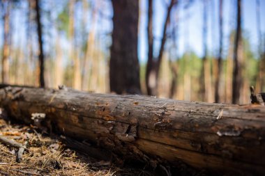 Ormanda devrilmiş bir ağaç. Orman manzarası kavramı.