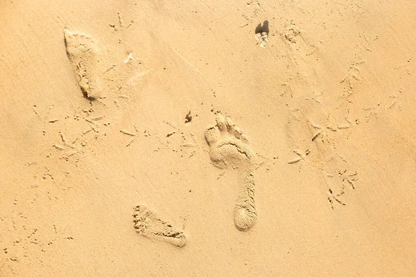 bird tracks and footprints of people on the sand of the beach. Top view