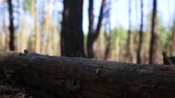 Άνθρωπος πεζοπόρος με ένα σακίδιο βήματα πάνω από ένα πεσμένο κούτσουρο, ενώ πεζοπορία στο δάσος — Αρχείο Βίντεο