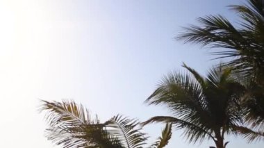 Gün batımında mavi gökyüzüne karşı palmiye ağaçları.