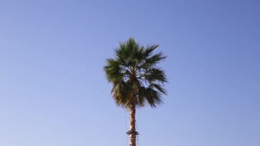 Rüzgarlı bir günde mavi gökyüzüne karşı bir palmiye ağacı.