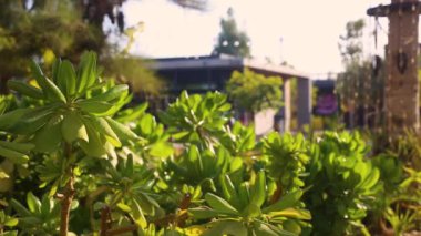 Birleşik Arap Emirlikleri 'nin sahilindeki bir parkta bitkiler ve binalar..