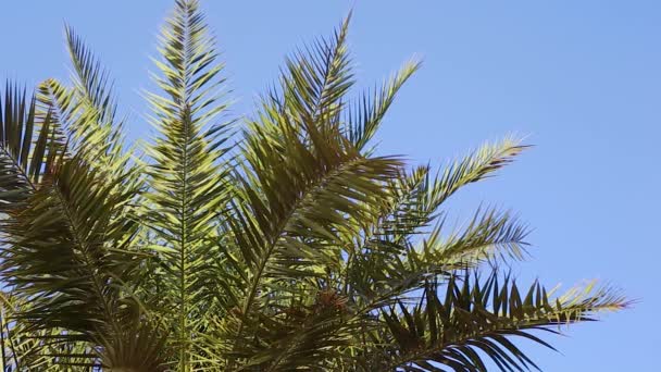 Palmbomen tegen de blauwe lucht bij zonsondergang. — Stockvideo