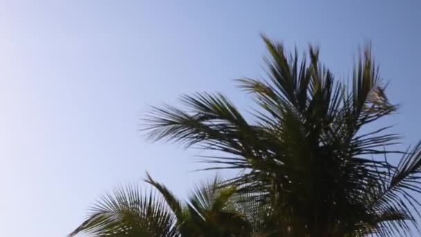 風の強い日に青空を背景にヤシの木. — ストック動画