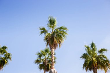 Mavi gökyüzüne karşı palmiye ağaçları, ayakta duran palmiye ağaçları