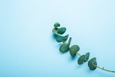Okaliptüs 'ün yeşil dalı mavi arka planda. Üst manzara, düz uzanma.