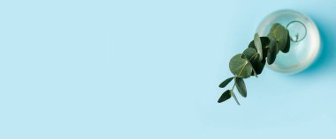 Okaliptüs 'ün yeşil dalı mavi arka planda cam bir vazoda. Üst manzara, düz yatış. Pankart.