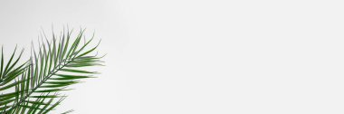 Hafif bir arka planda palmiye yaprağı. Üst manzara, düz yatış. Pankart. 