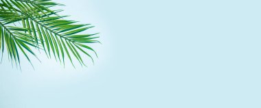 Mavi arka planda yeşil palmiye dalları. Üst manzara, düz yatış. Pankart.