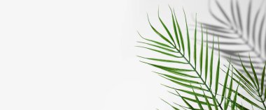 Hafif bir arka planda palmiye yaprağı. Üst manzara, düz yatış. Pankart. 