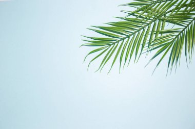 Mavi arka planda yeşil palmiye dalları. Üst manzara, düz uzanma. 