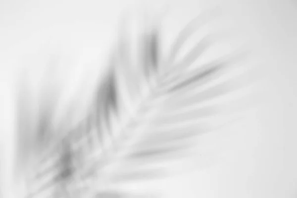 热带树叶的自然阴影 背景为白色质感 — 图库照片