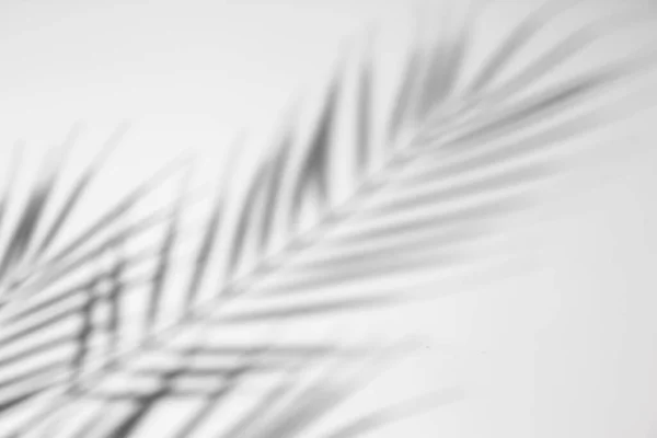 Shadow Leaf Palm Tree Light Background Top View Flat Lay — Stock Photo, Image