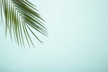 Açık mavi arka planda bir palmiye dalı. Pankart. Düz yatış, üst görünüm.