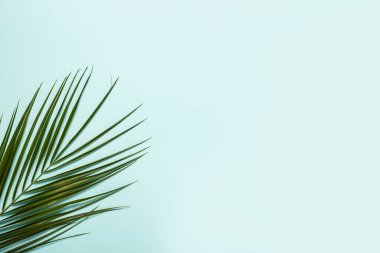 Açık mavi arka planda bir palmiye dalı. Pankart. Düz yatış, üst görünüm.