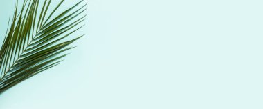 Açık mavi arka planda bir palmiye dalı. Pankart. Düz yatış, üst görünüm.