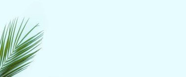 Açık mavi arka planda bir palmiye dalı. Yaz duvar kağıdı. Pankart. Düz yatış, üst görünüm.