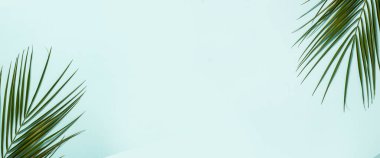 Açık mavi arka planda bir palmiye dalı. Yaz duvar kağıdı. Pankart. Düz yatış, üst görünüm.