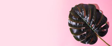 Pembe arka planda yeşil canavar yaprağı. Üst manzara, düz yatış. Pankart.