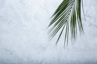 Beton arka planda bir palmiye ağacının yeşil yaprağı. Üst manzara, düz uzanma.