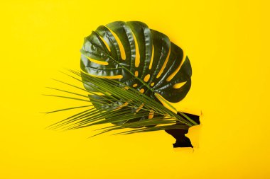 Yeşil canavar yaprakları ve sarı arka planda yırtık karton bir delikte palmiye ağaçları. Üst manzara, düz uzanma.
