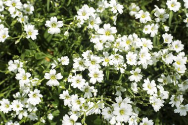 Güneşli bir günde güzel kır çiçekleri. Üst manzara, düz uzanma. 