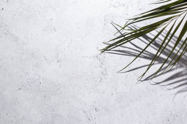 Beton arka planda palmiye yaprağı ve yazı için yer. Üst manzara, düz uzanma.