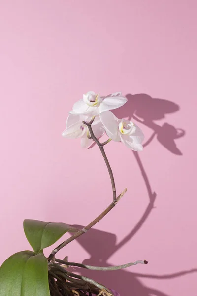 Gyönyörű Virágzó Fehér Orchidea Rózsaszín Háttér — Stock Fotó