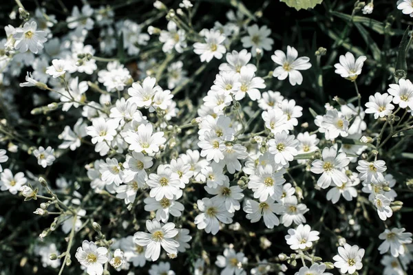 Belles Fleurs Sauvages Blanches Par Une Journée Ensoleillée Vue Dessus — Photo