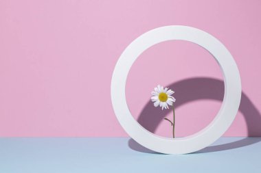 Yuvarlak beyaz çerçeveli papatya çayı, pembe-mavi arka planda sunum podyumu. 