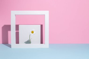 Kare beyaz çerçeveli papatya çayı, pembe-mavi arka planda bir sunum podyumu.. 