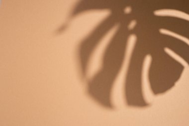 Açık kahverengi arka planda tropikal bir canavar yaprağının gölgesi. Üst manzara, düz uzanma.