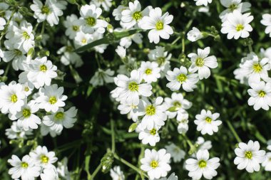 Güneşli bir günde güzel kır çiçekleri. Üst manzara, düz uzanma. 