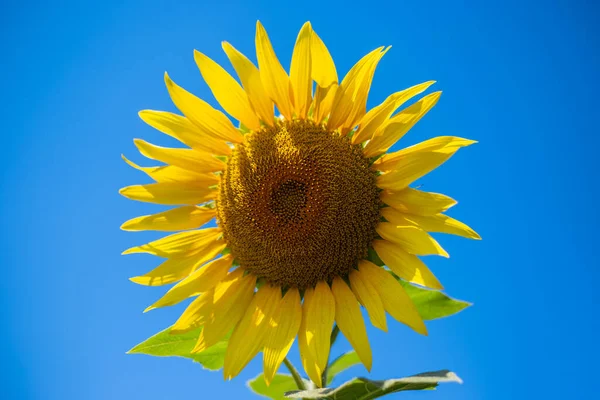 Beautiful image of a sunflower against the blue sky. Banner.