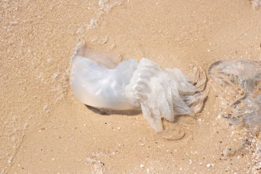 Kumsalda kocaman bir denizanası. Denizanası istilası. Üst manzara, düz uzanma.