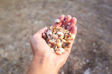 Sahilde bir sürü deniz kabuğu tutan bir kadın..