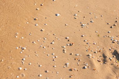 Kumsalda güzel deniz kabukları. Üst manzara, düz uzanma.