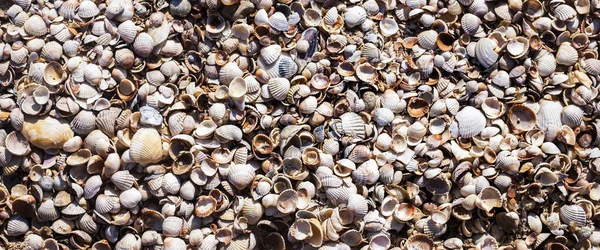 Background Beautiful Seashells Beach Top View Flat Lay Banner — Stock Photo, Image