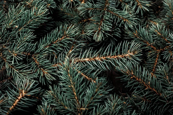 Kerstboom Takken Kerstmis Nieuwjaar Behang Vlakke Lay Bovenaanzicht — Stockfoto