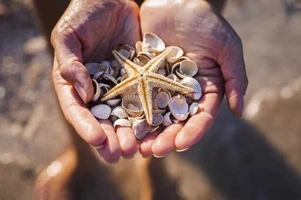 Women\'s hands in the palms hold seashells and a starfish on the beach.