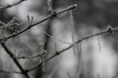  Buzlu ağaçta yenilik yap