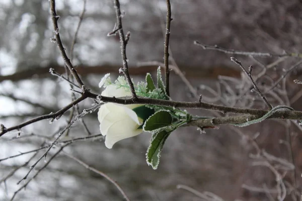 冬季的玫瑰在冬季的风景中绽放 — 图库照片