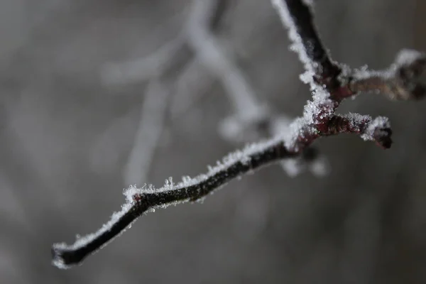 Морозні Інновації Дереві — стокове фото