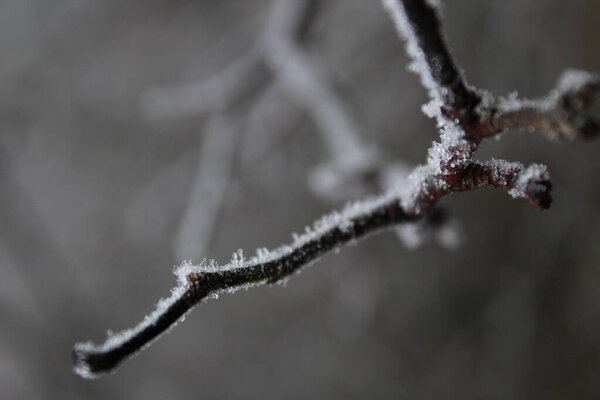  frosty innovate on a tree