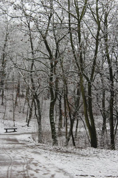 冬天森林里的一条河 — 图库照片