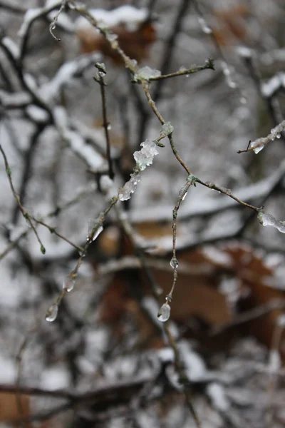 Ein Mit Schnee Bedeckter Zweig — Stockfoto